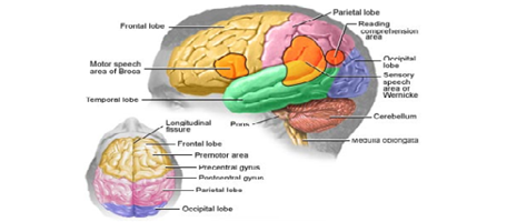 Areas of the Brain